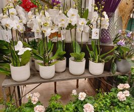 Phalnopsis orkidéer